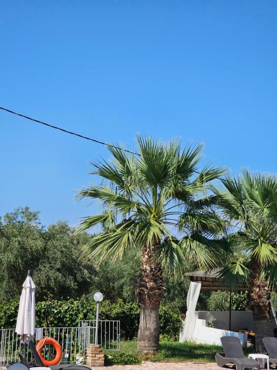 Palmyra Studios Kavos Bagian luar foto