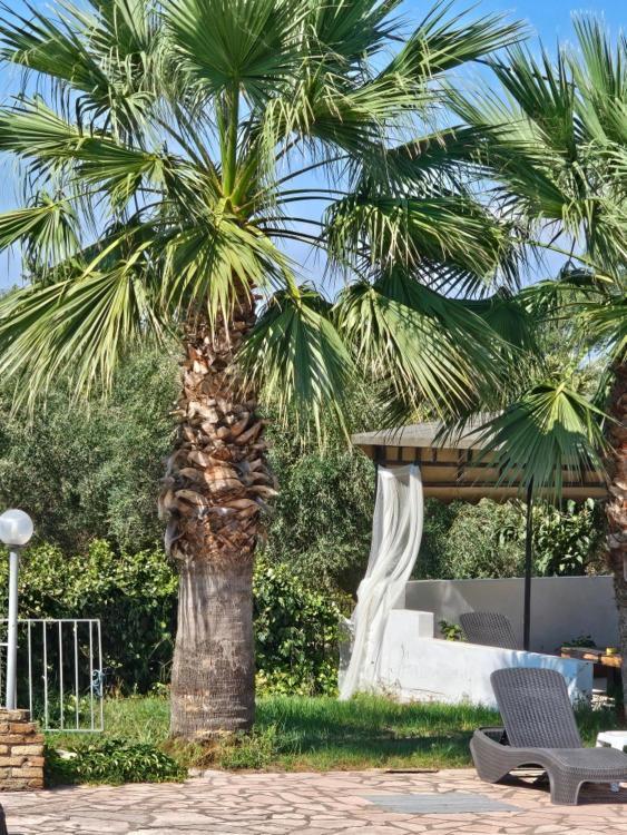 Palmyra Studios Kavos Bagian luar foto