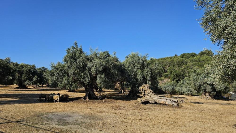 Palmyra Studios Kavos Bagian luar foto